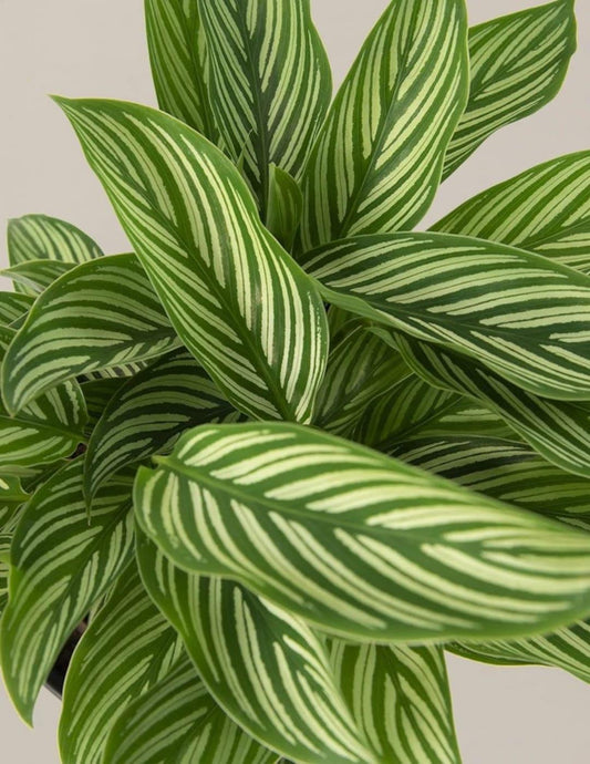 Calathea 'vittata' - View 17 from www redcrocus com