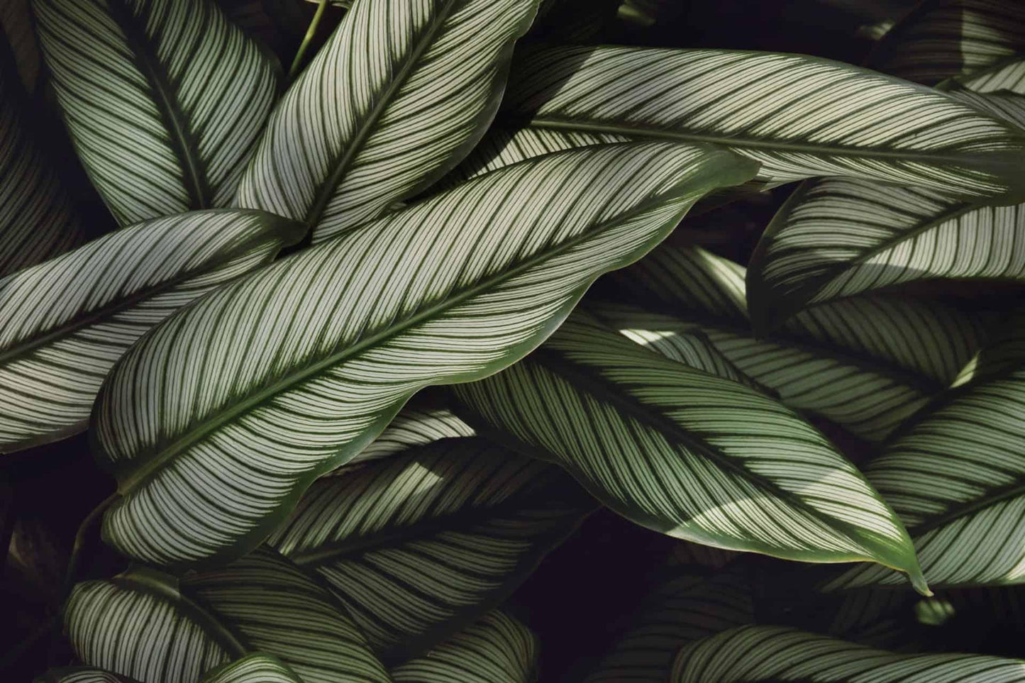 Calathea 'vittata' - View 18 from www redcrocus com