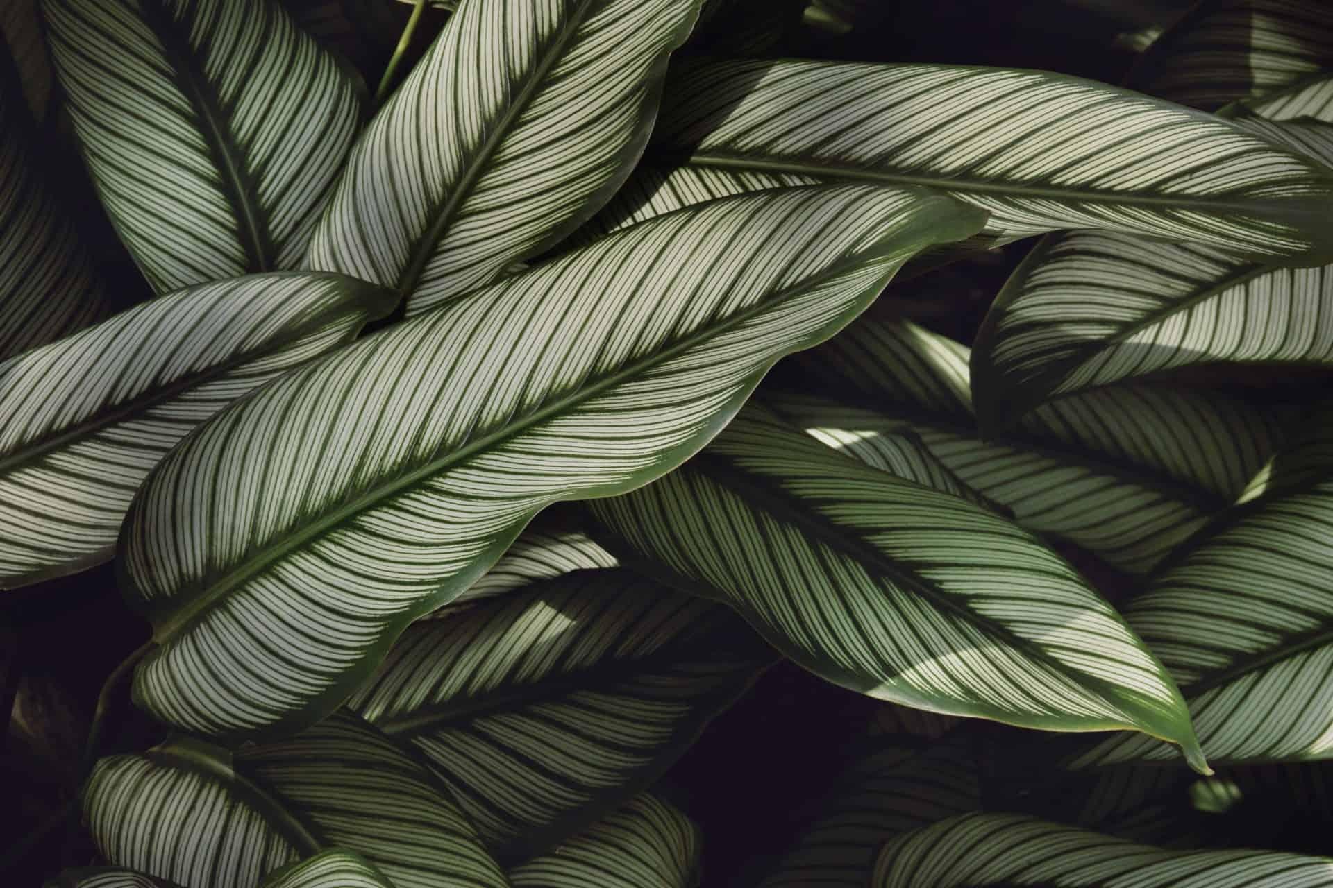Calathea 'vittata' - View 18 from www redcrocus com