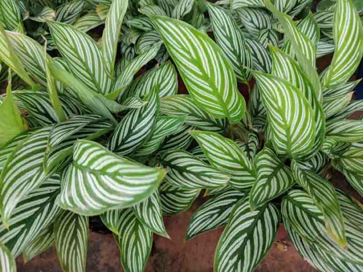 Calathea 'vittata' - View 1 from www redcrocus com