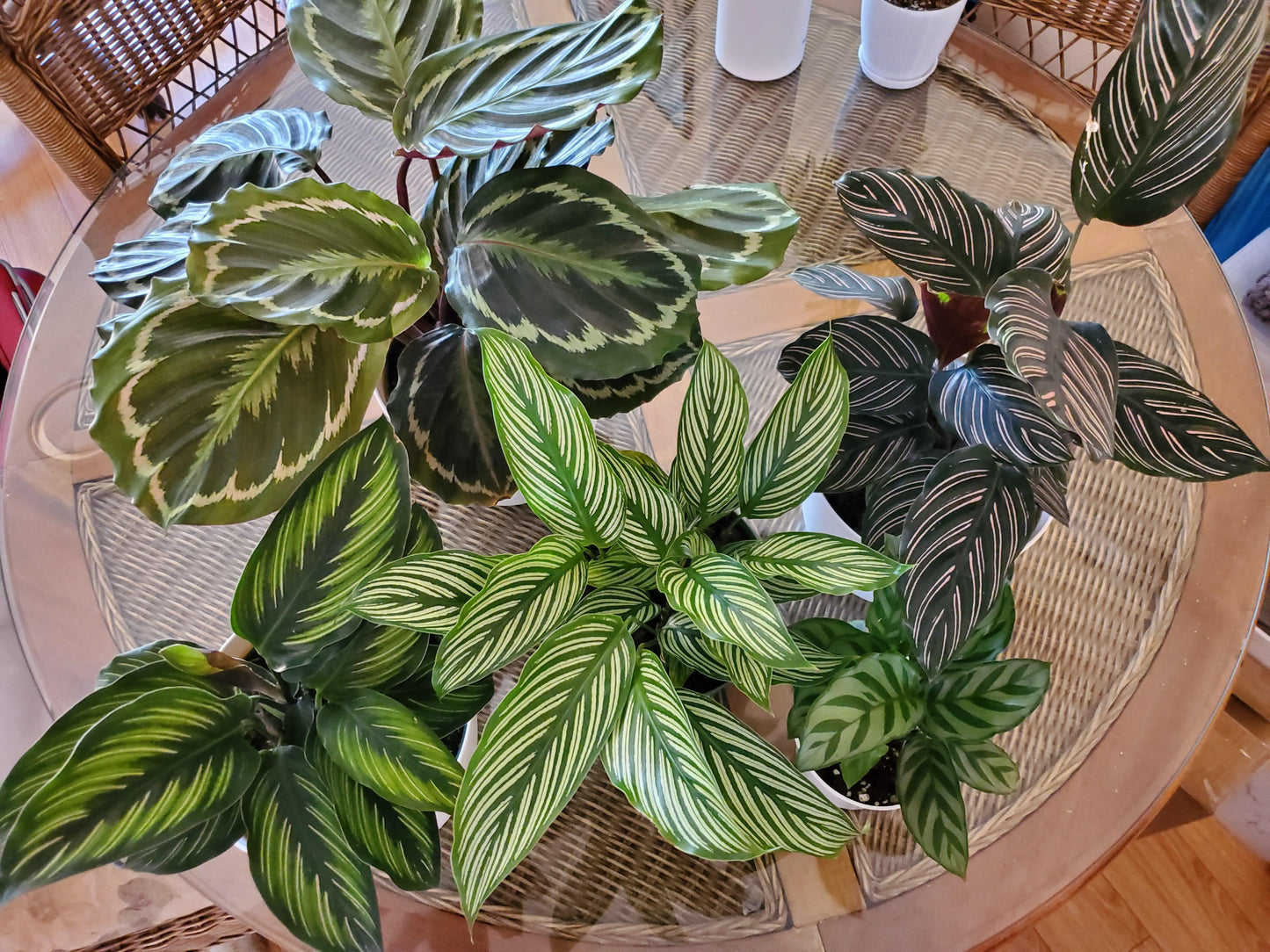 Calathea 'vittata' - View 20 from www redcrocus com