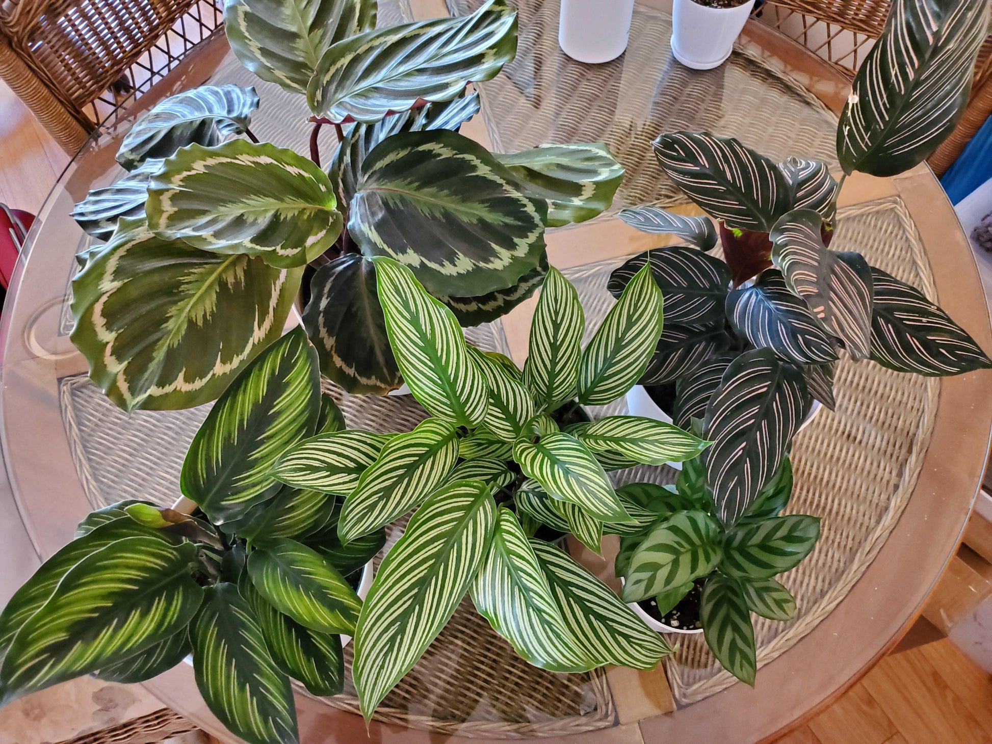 Calathea 'vittata' - View 20 from www redcrocus com
