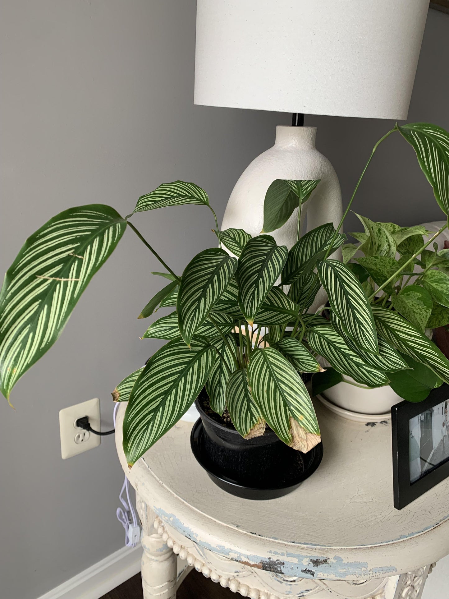Calathea 'vittata' - View 21 from www redcrocus com