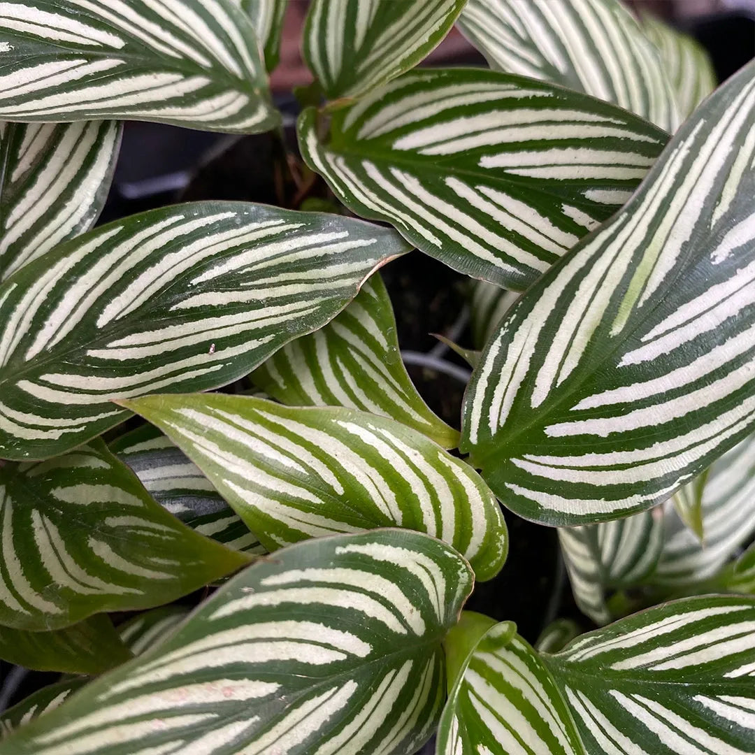 Calathea 'vittata' - View 22 from www redcrocus com