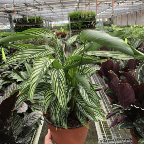 Calathea 'vittata' - View 23 from www redcrocus com