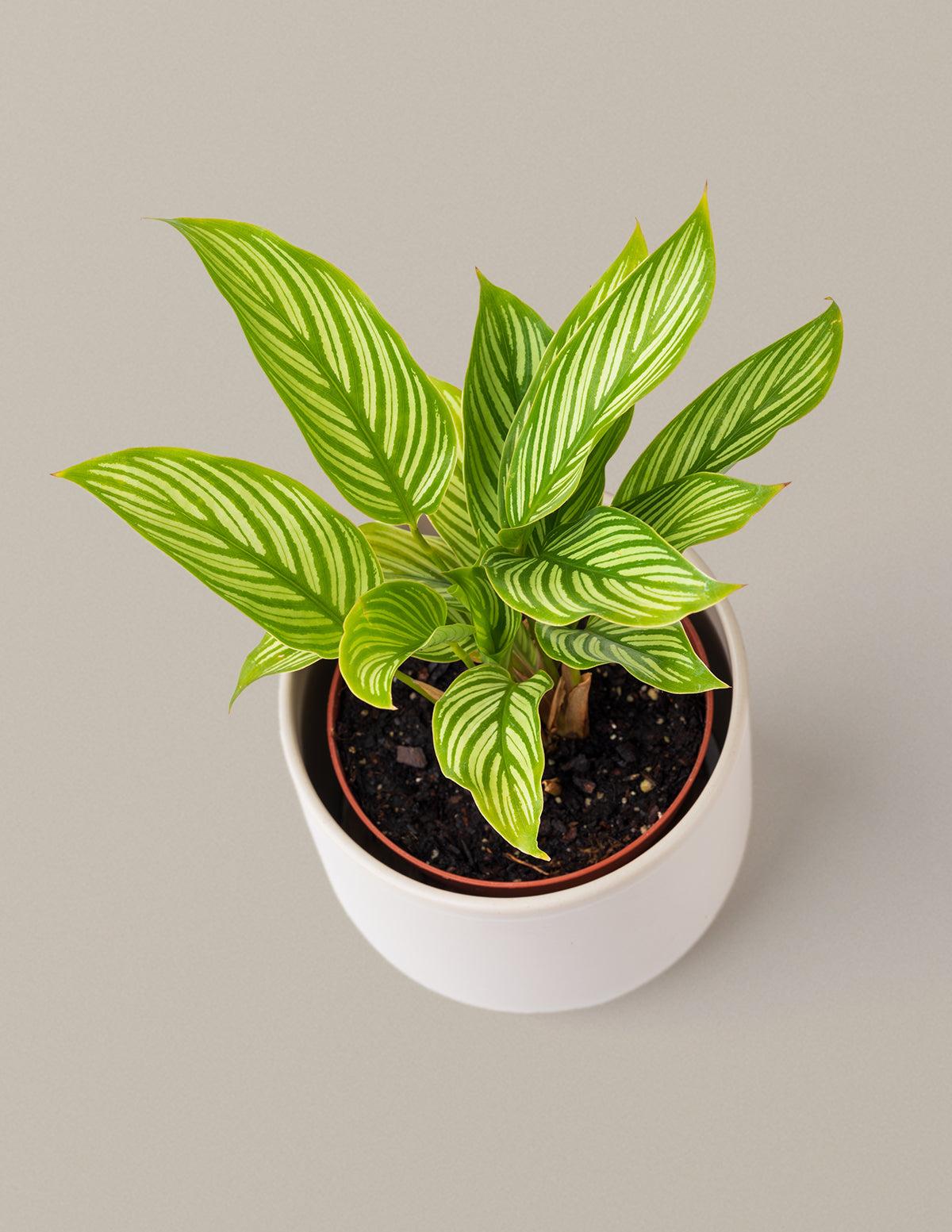 Calathea 'vittata' - View 25 from www redcrocus com