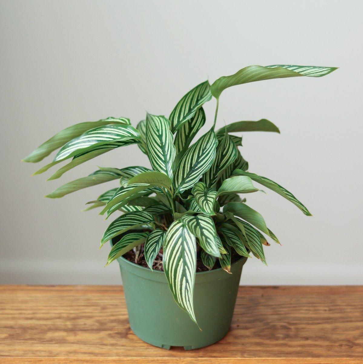 Calathea 'vittata' - View 26 from www redcrocus com