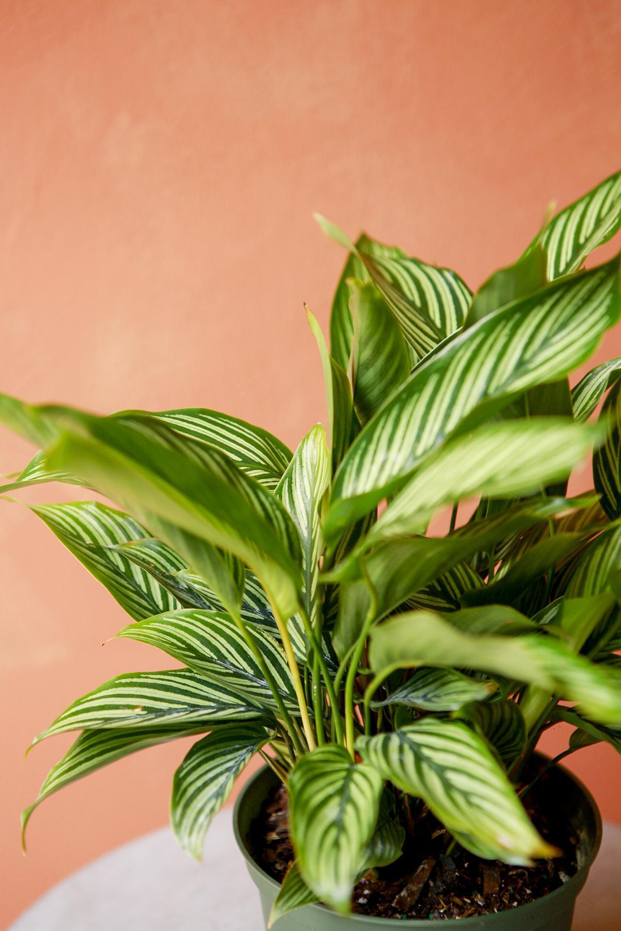 Calathea 'vittata' - View 27 from www redcrocus com