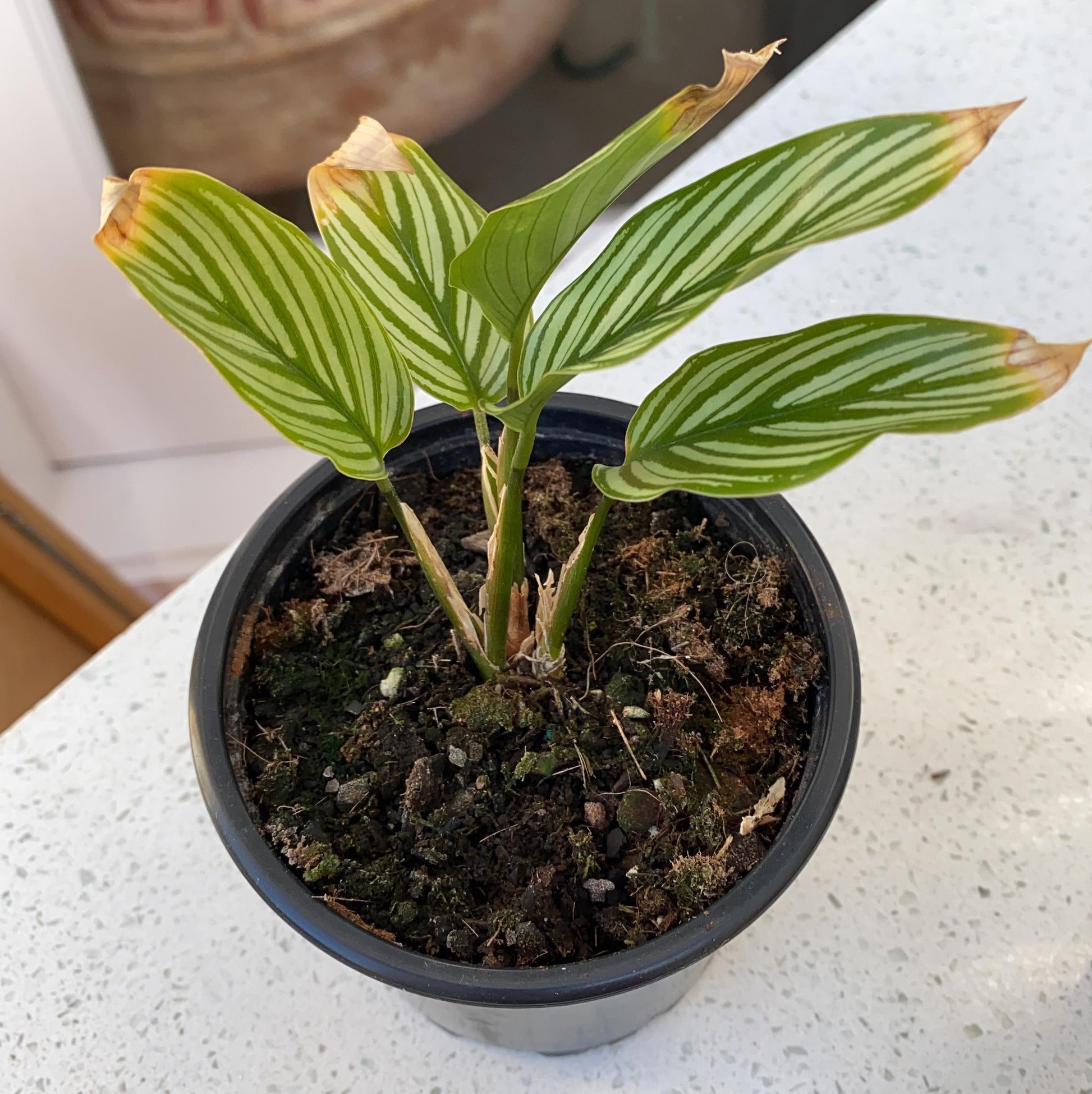 Calathea 'vittata' - View 29 from www redcrocus com