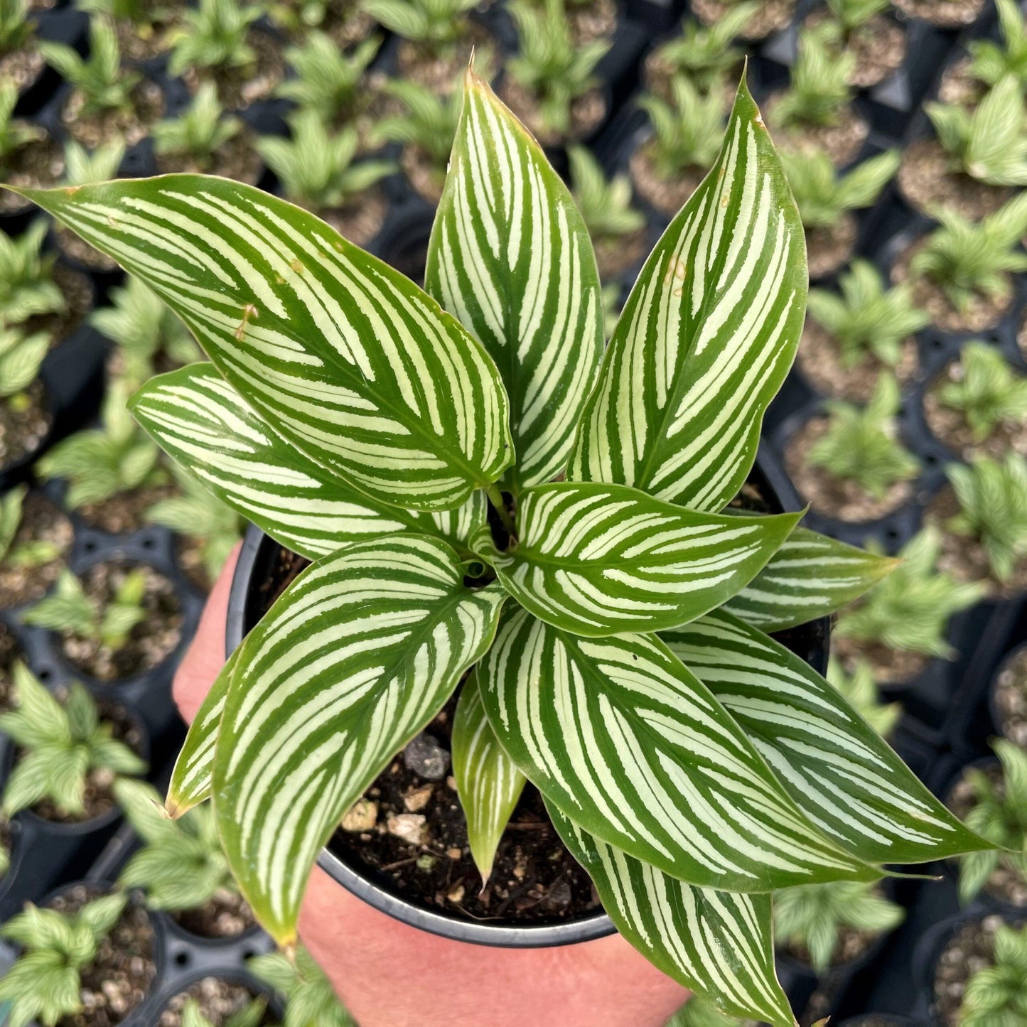 Calathea 'vittata' - View 2 from www redcrocus com