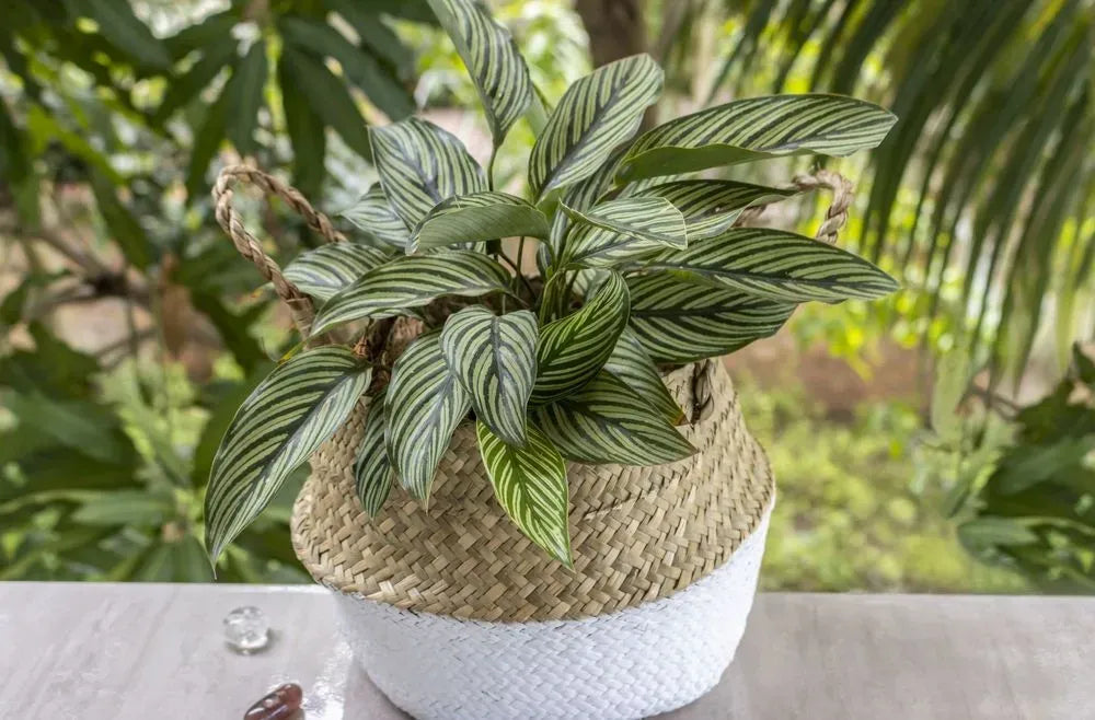 Calathea 'vittata' - View 30 from www redcrocus com