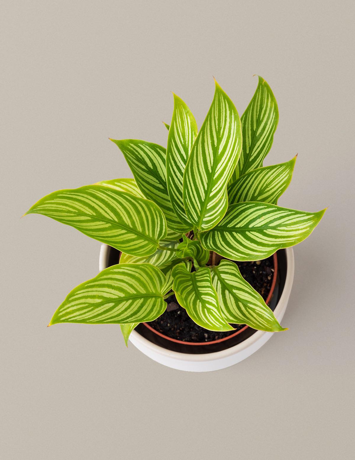 Calathea 'vittata' - View 31 from www redcrocus com