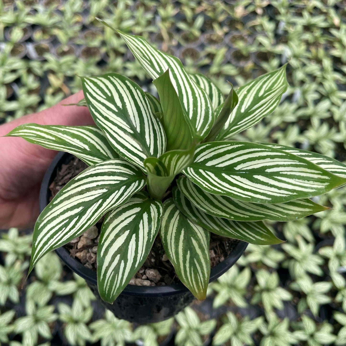 Calathea 'vittata' - View 32 from www redcrocus com