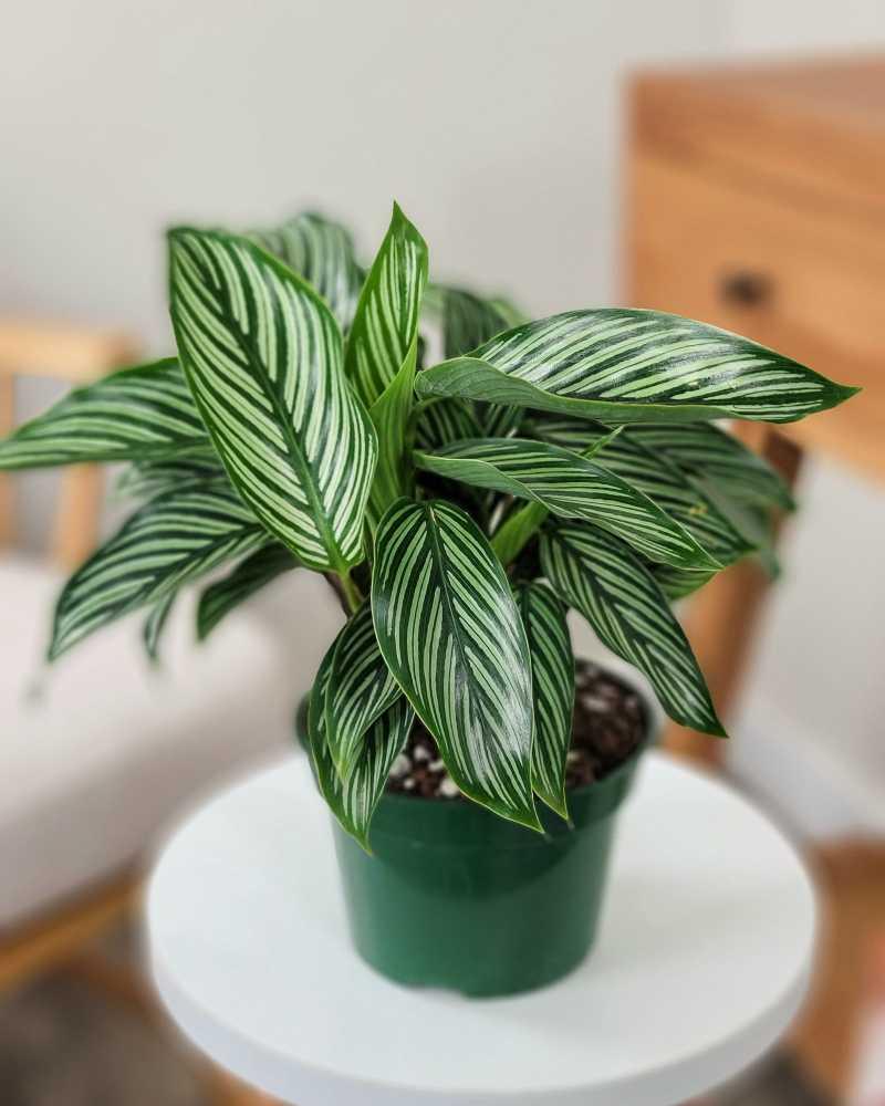 Calathea 'vittata' - View 34 from www redcrocus com