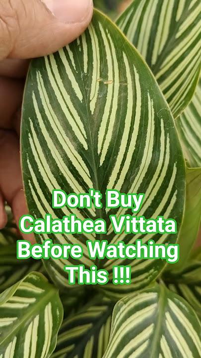 Calathea 'vittata' - View 35 from www redcrocus com
