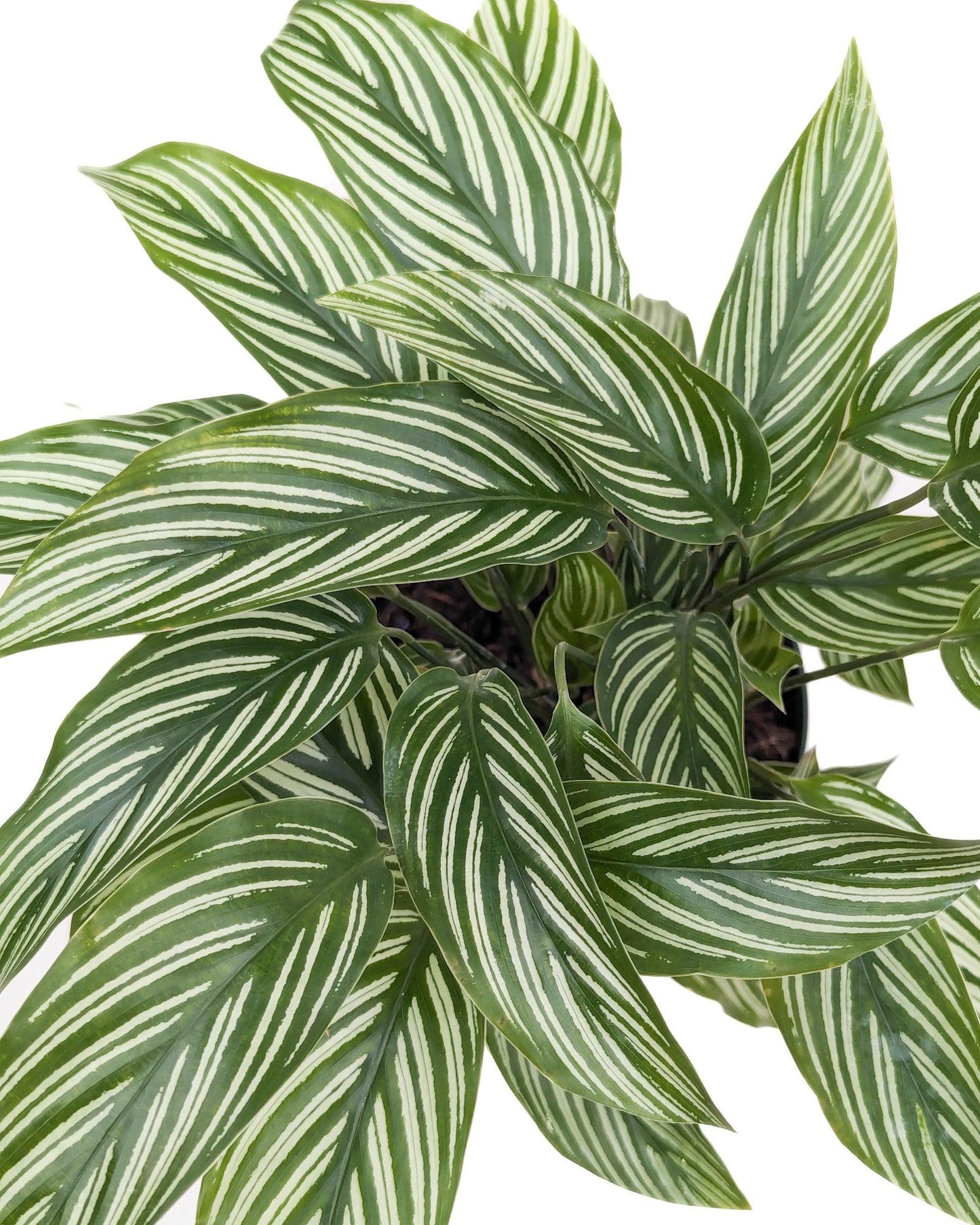 Calathea 'vittata' - View 36 from www redcrocus com