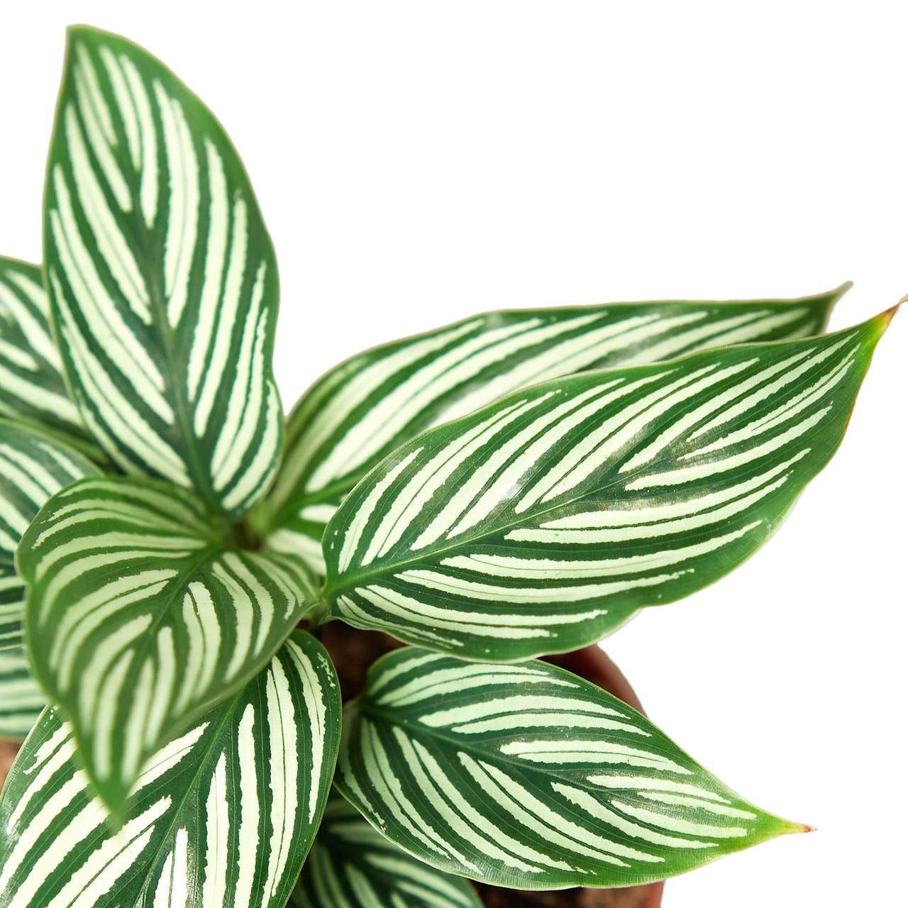 Calathea 'vittata' - View 37 from www redcrocus com