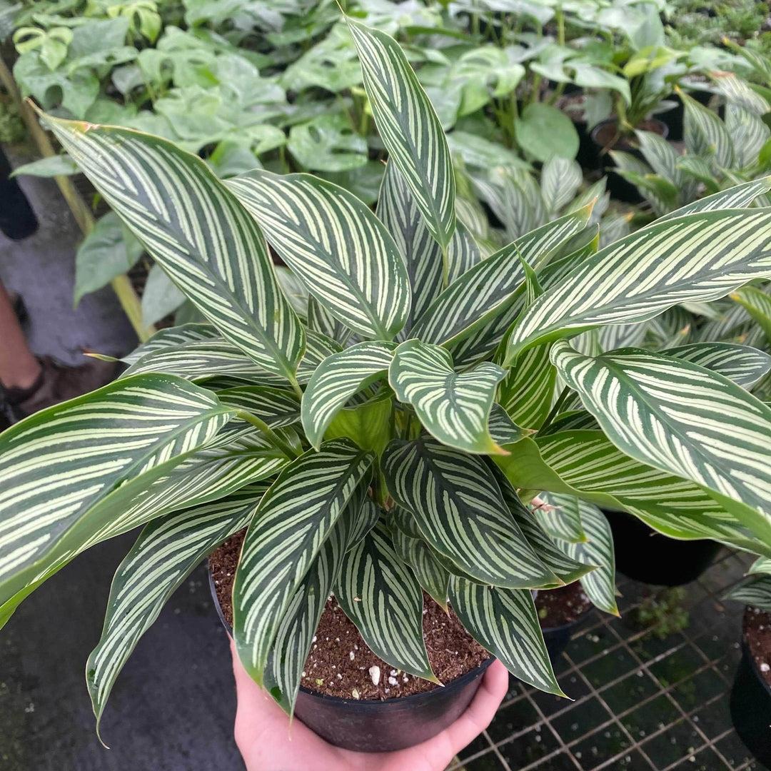Calathea 'vittata' - View 38 from www redcrocus com