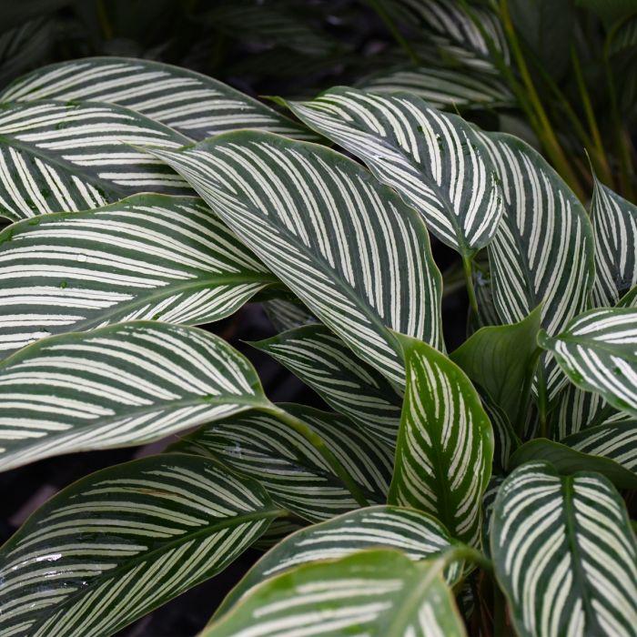 Calathea 'vittata' - View 3 from www redcrocus com