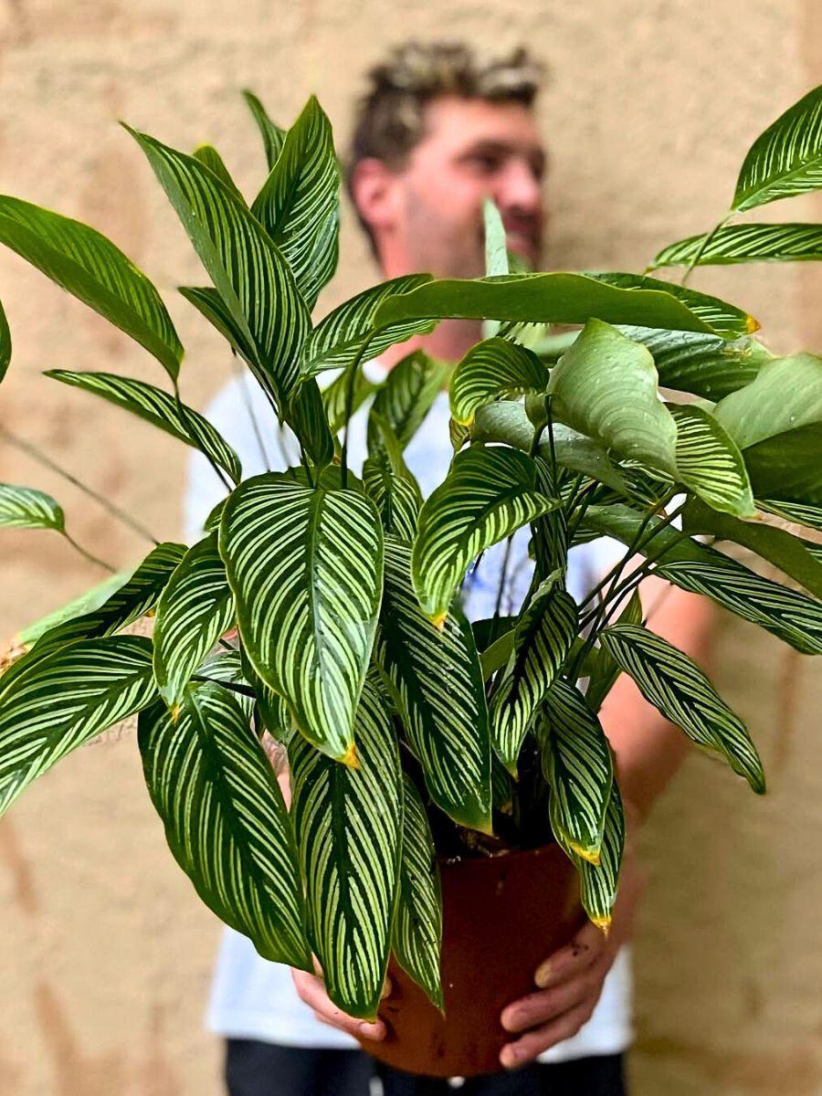 Calathea 'vittata' - View 4 from www redcrocus com