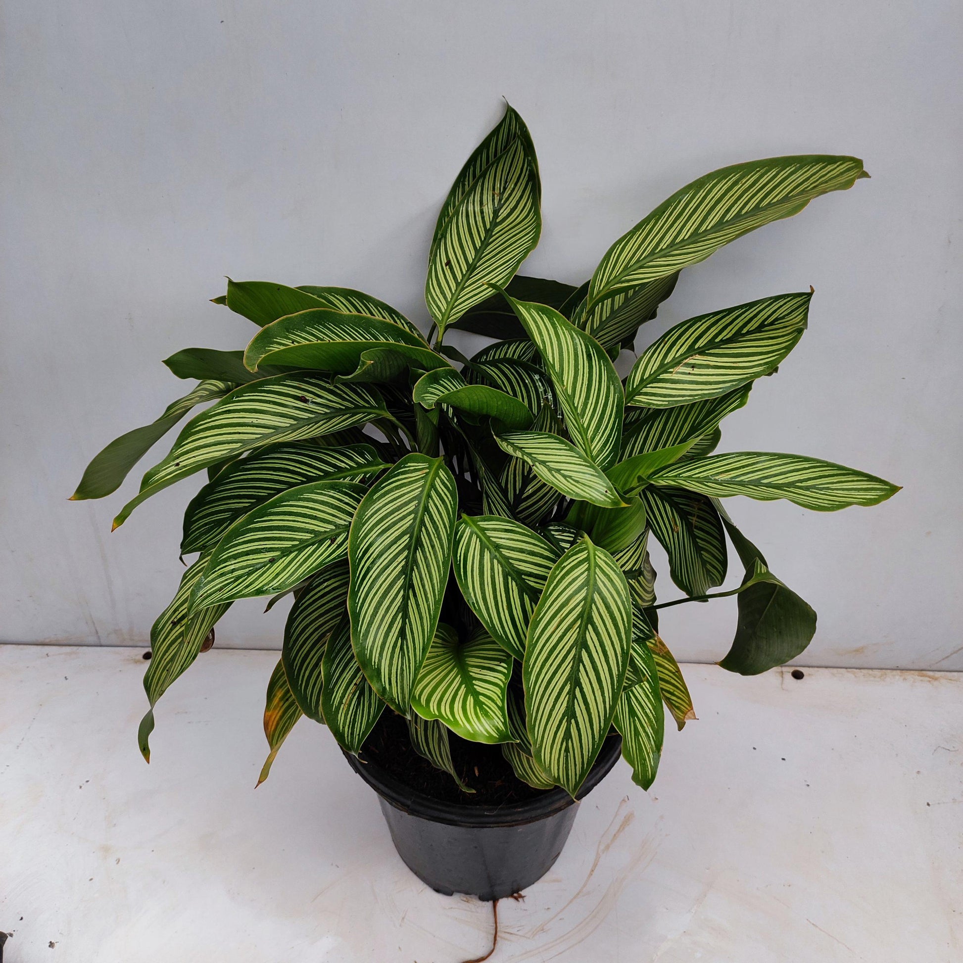 Calathea 'vittata' - View 6 from www redcrocus com