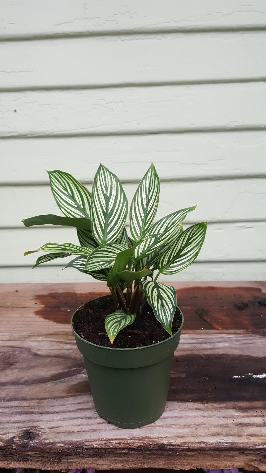 Calathea 'vittata' - View 7 from www redcrocus com