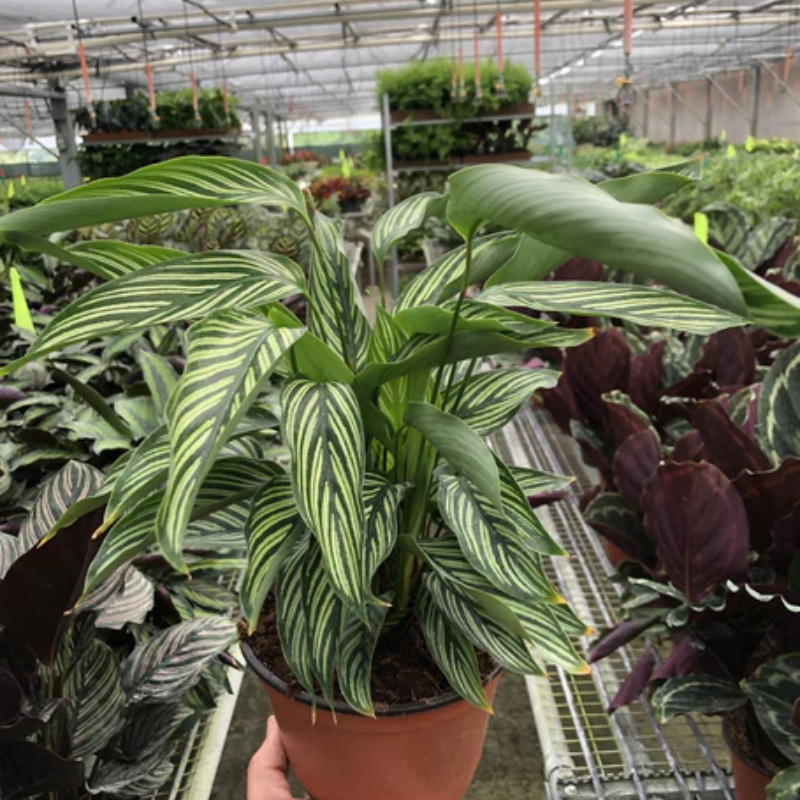 Calathea 'vittata' - View 9 from www redcrocus com