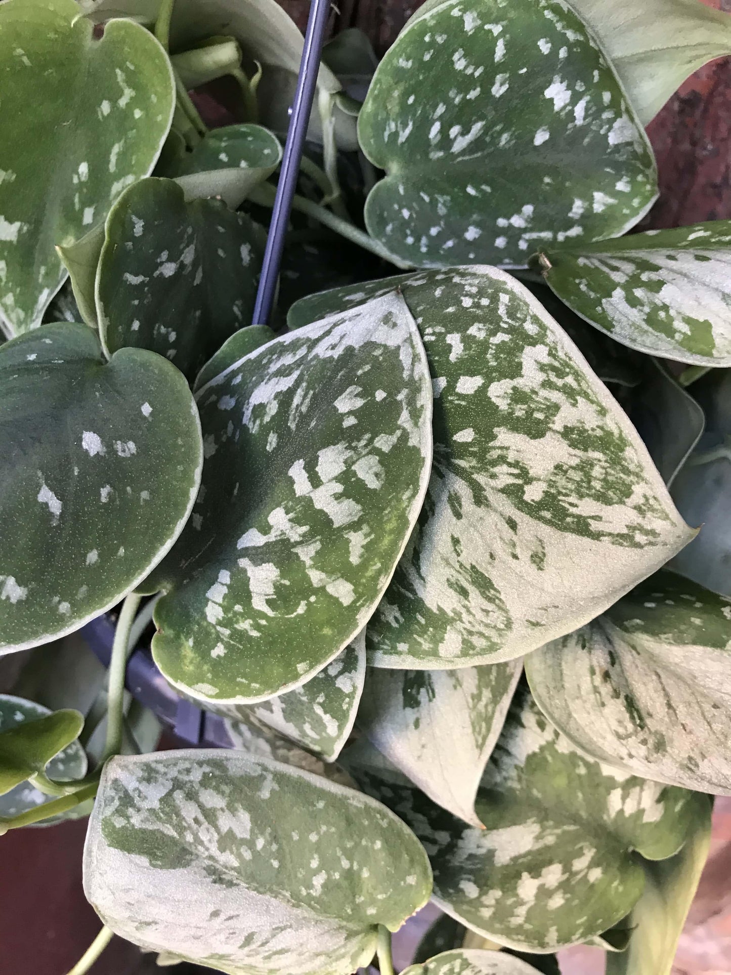 Scindapsus Silvery Ann - View 13 from www redcrocus com