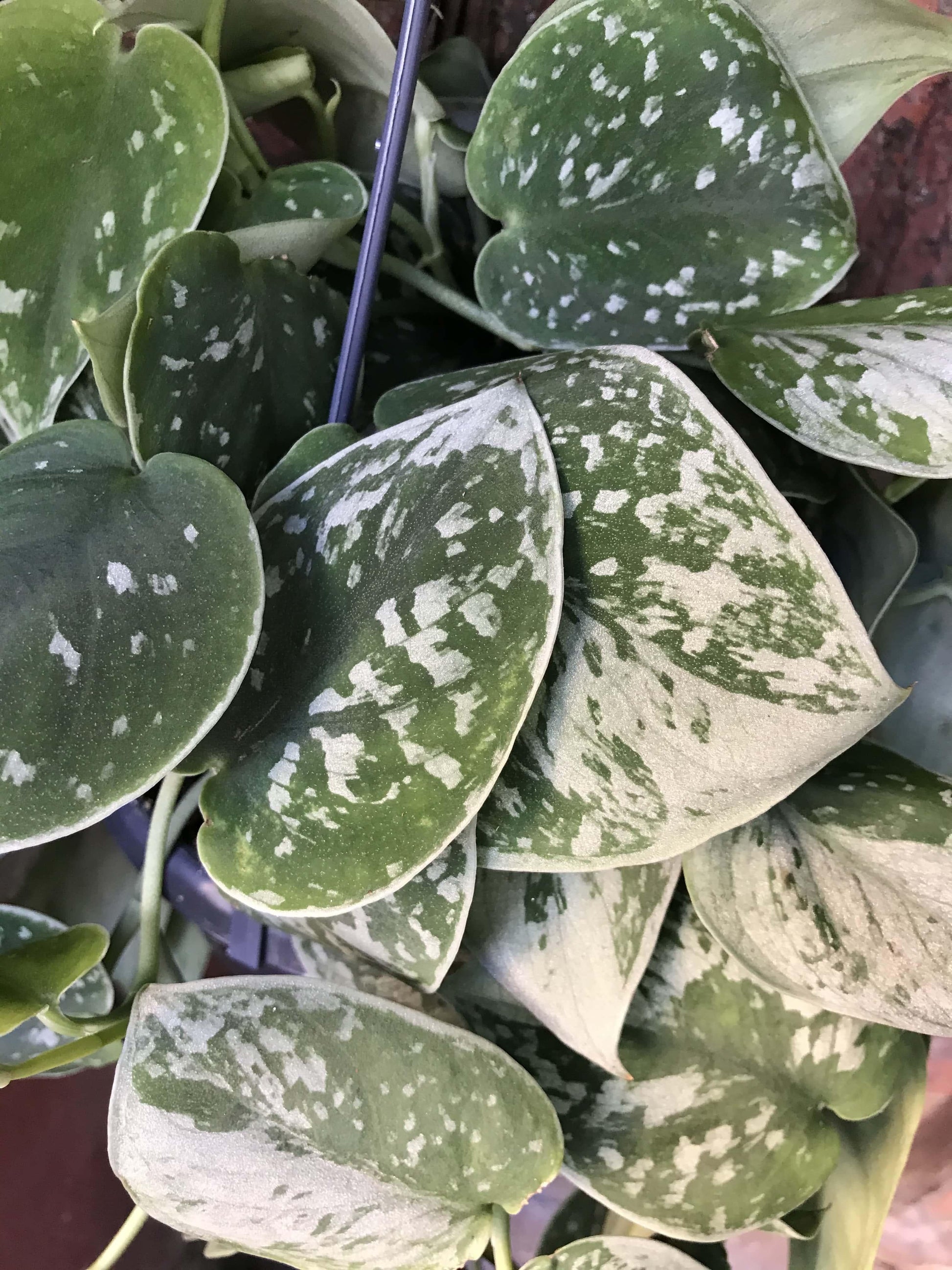 Scindapsus Silvery Ann - View 13 from www redcrocus com