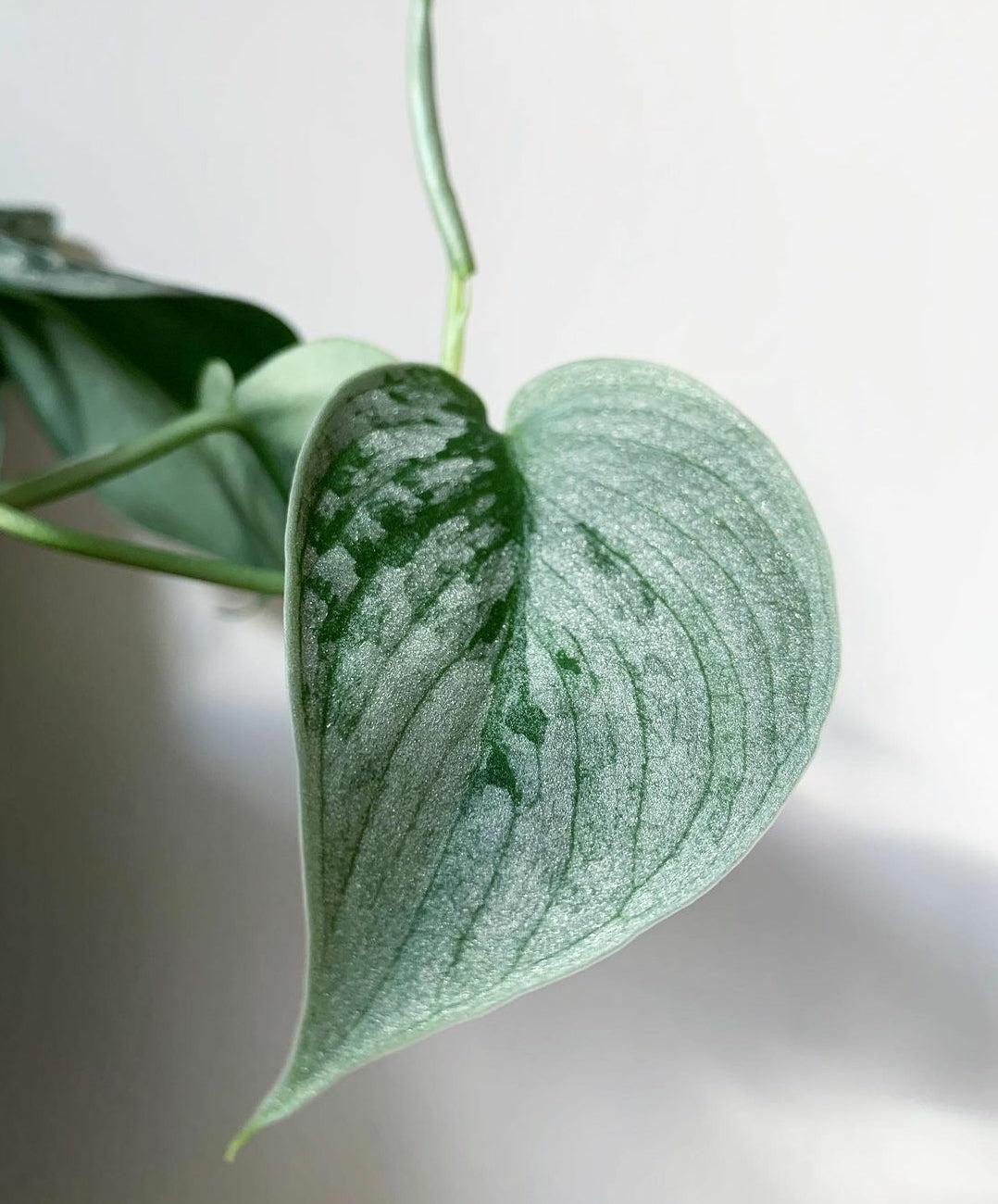 Scindapsus Silvery Ann - View 18 from www redcrocus com