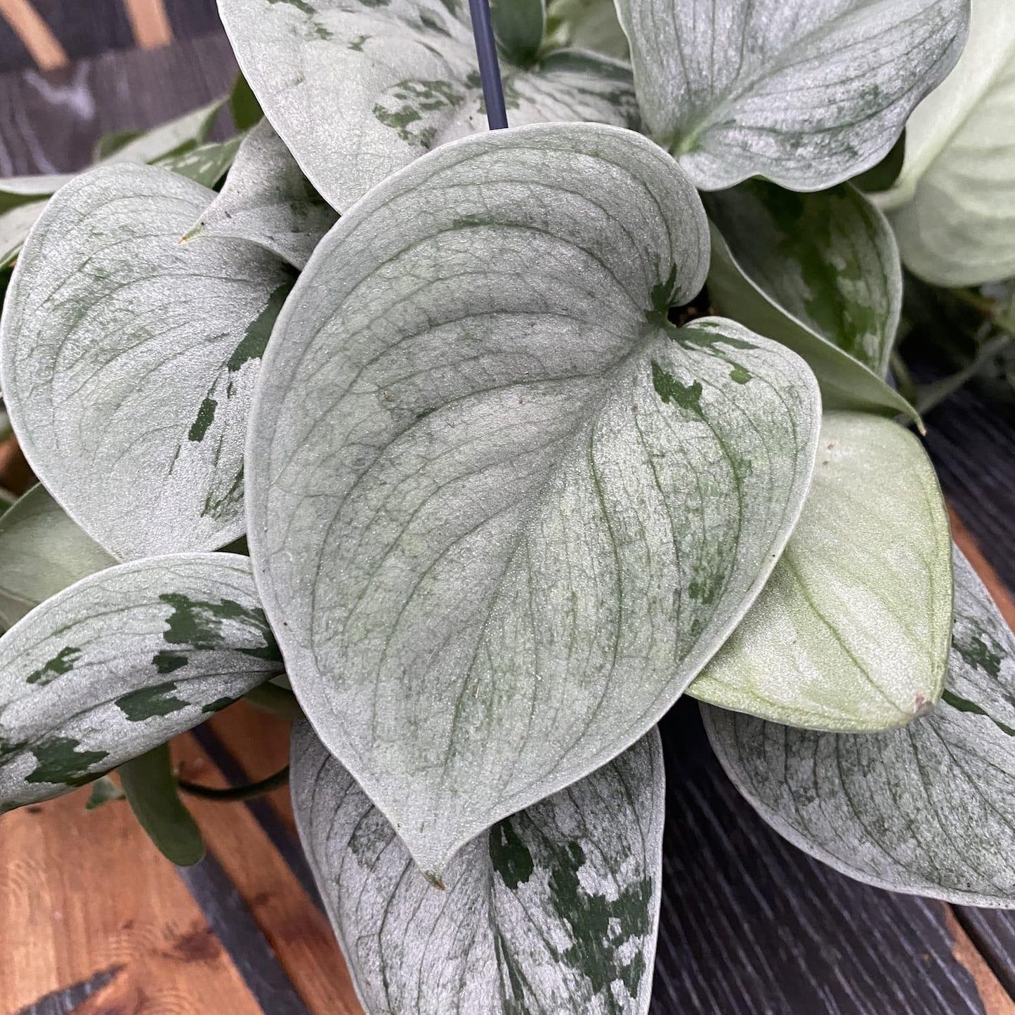 Scindapsus Silvery Ann - View 1 from www redcrocus com