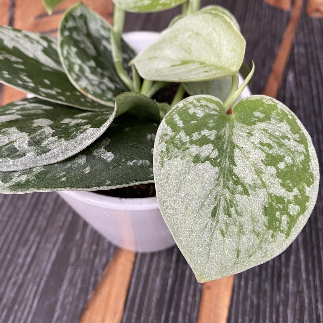 Scindapsus Silvery Ann - View 8 from www redcrocus com