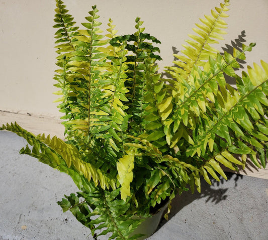 Fern, Nephrolepis Exaltata 'tiger Stripe' - View 11 from www redcrocus com
