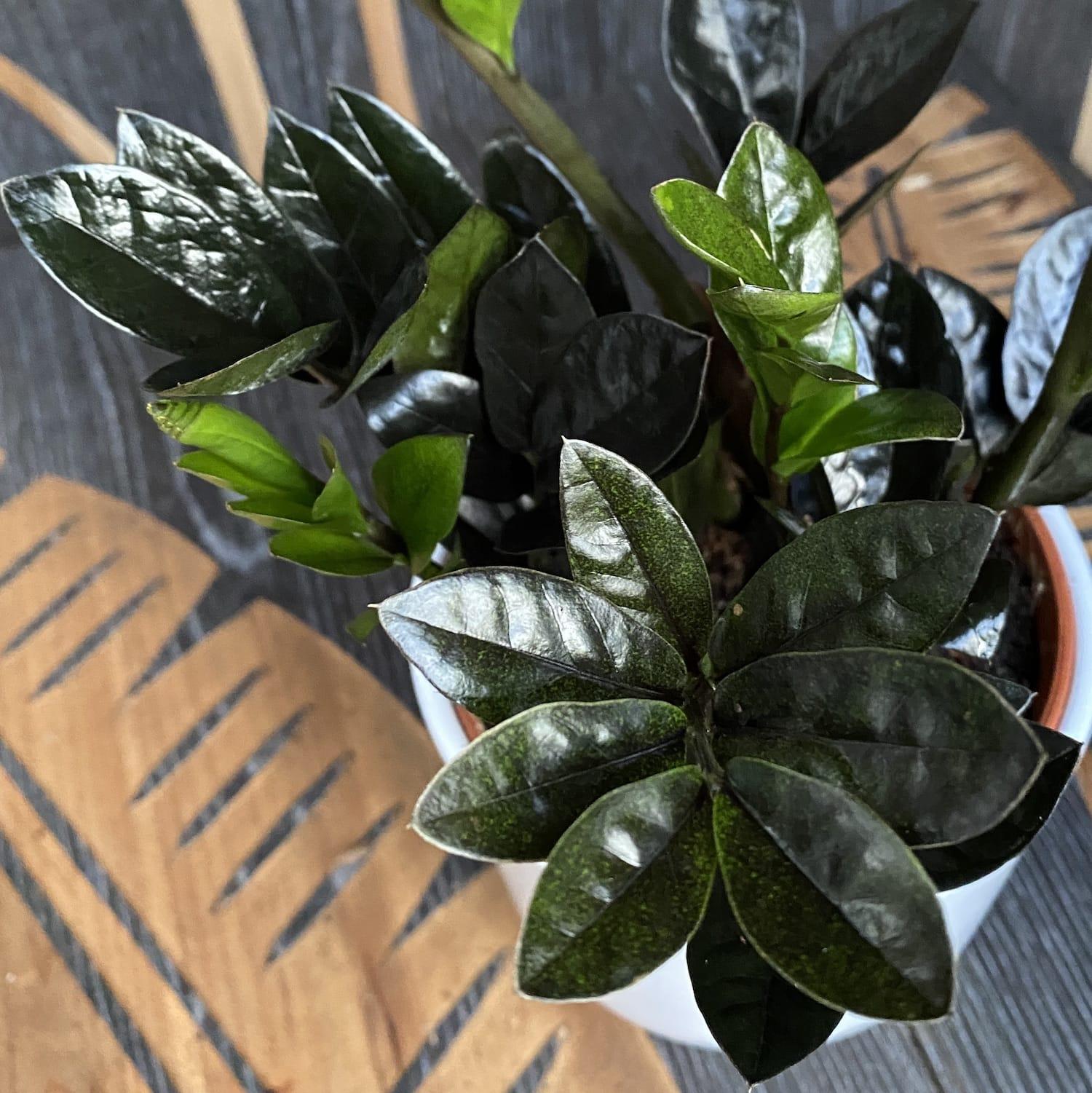 Zamioculcas Zamiifolia Raven - View 10 from www redcrocus com