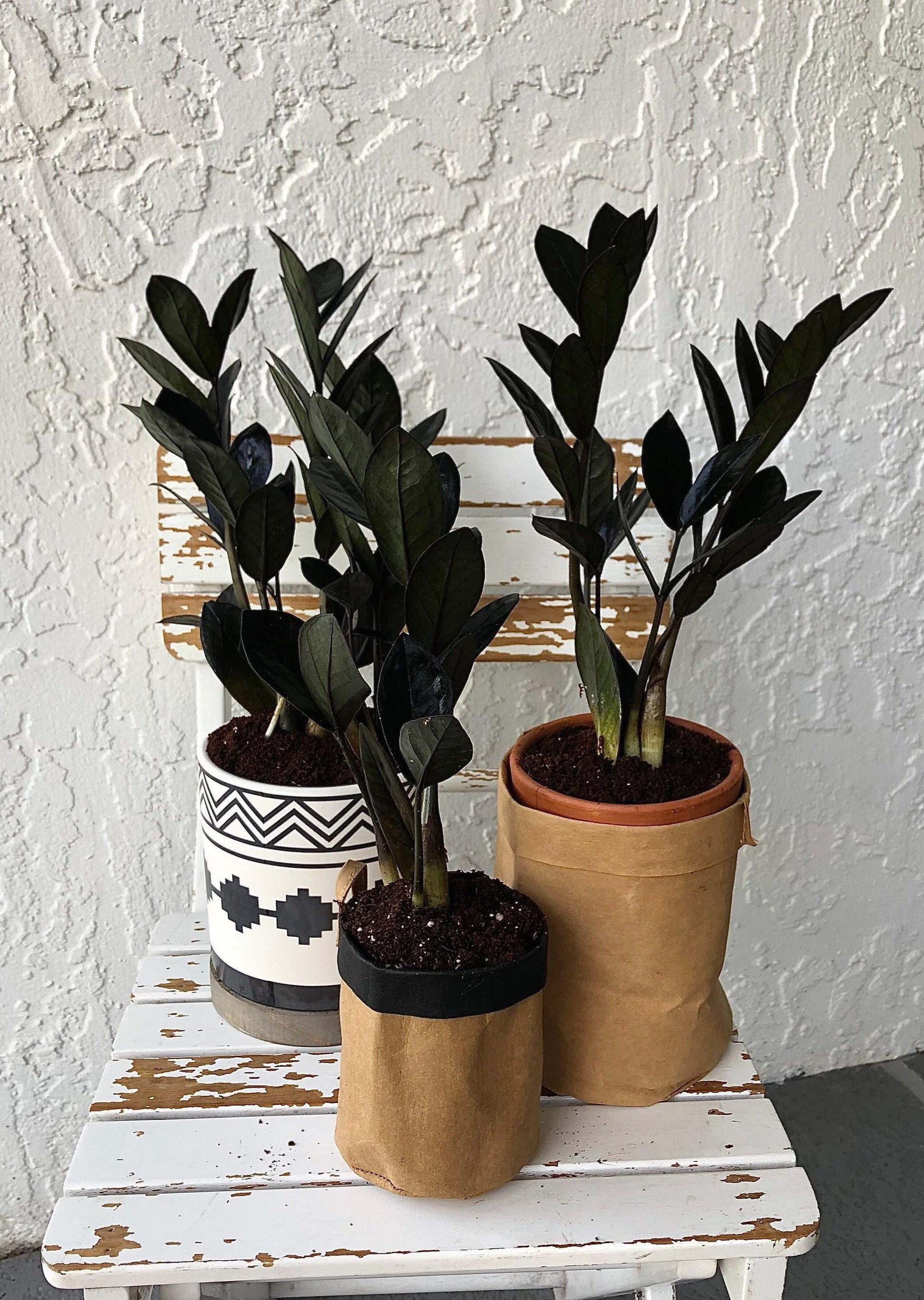 Zamioculcas Zamiifolia Raven - View 11 from www redcrocus com