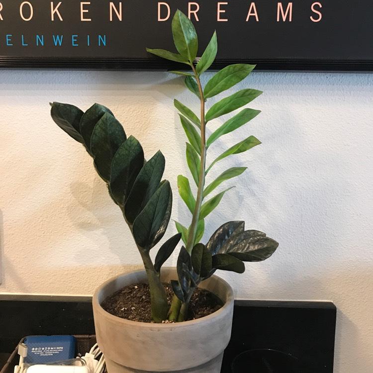 Zamioculcas Zamiifolia Raven - View 14 from www redcrocus com