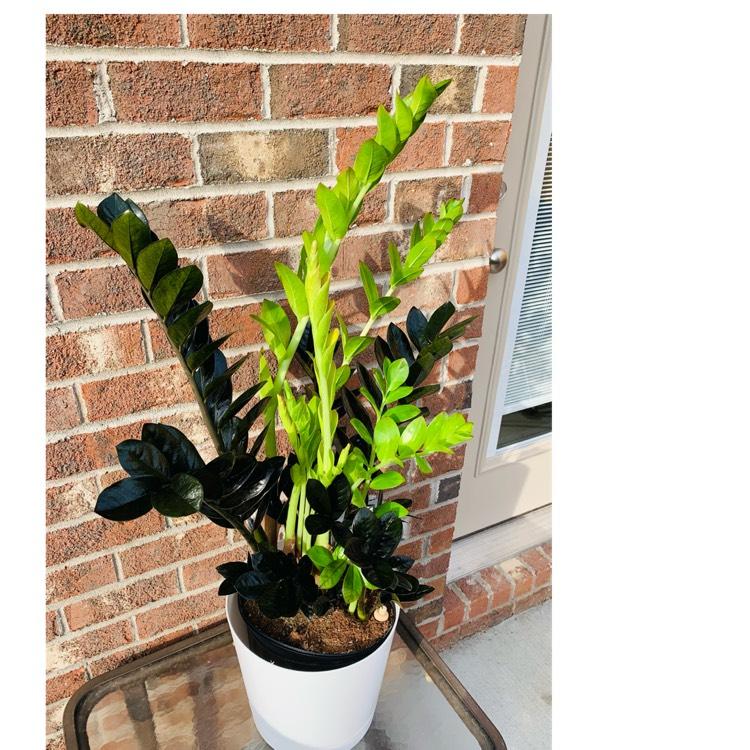 Zamioculcas Zamiifolia Raven - View 16 from www redcrocus com