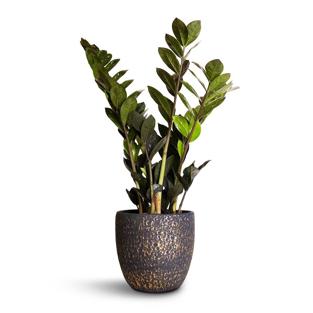 Zamioculcas Zamiifolia Raven - View 18 from www redcrocus com