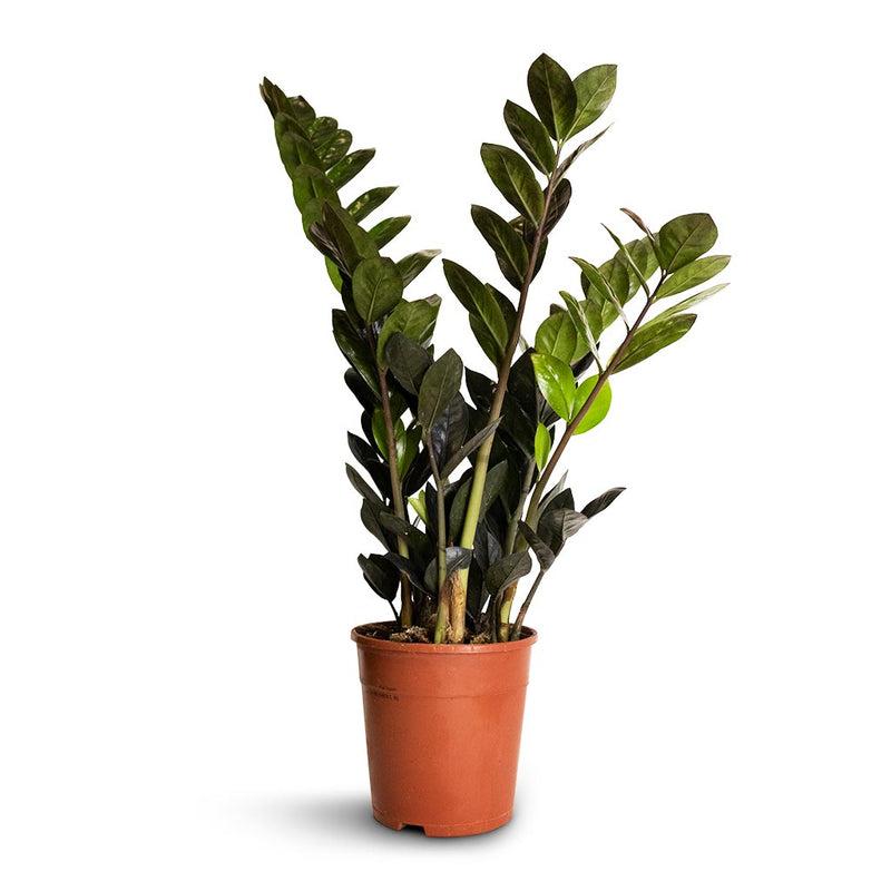 Zamioculcas Zamiifolia Raven - View 19 from www redcrocus com