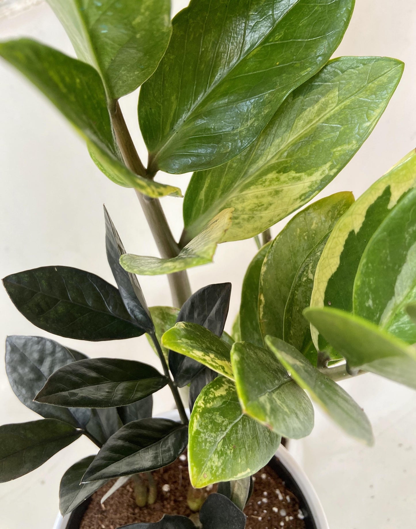 Zamioculcas Zamiifolia Raven - View 1 from www redcrocus com