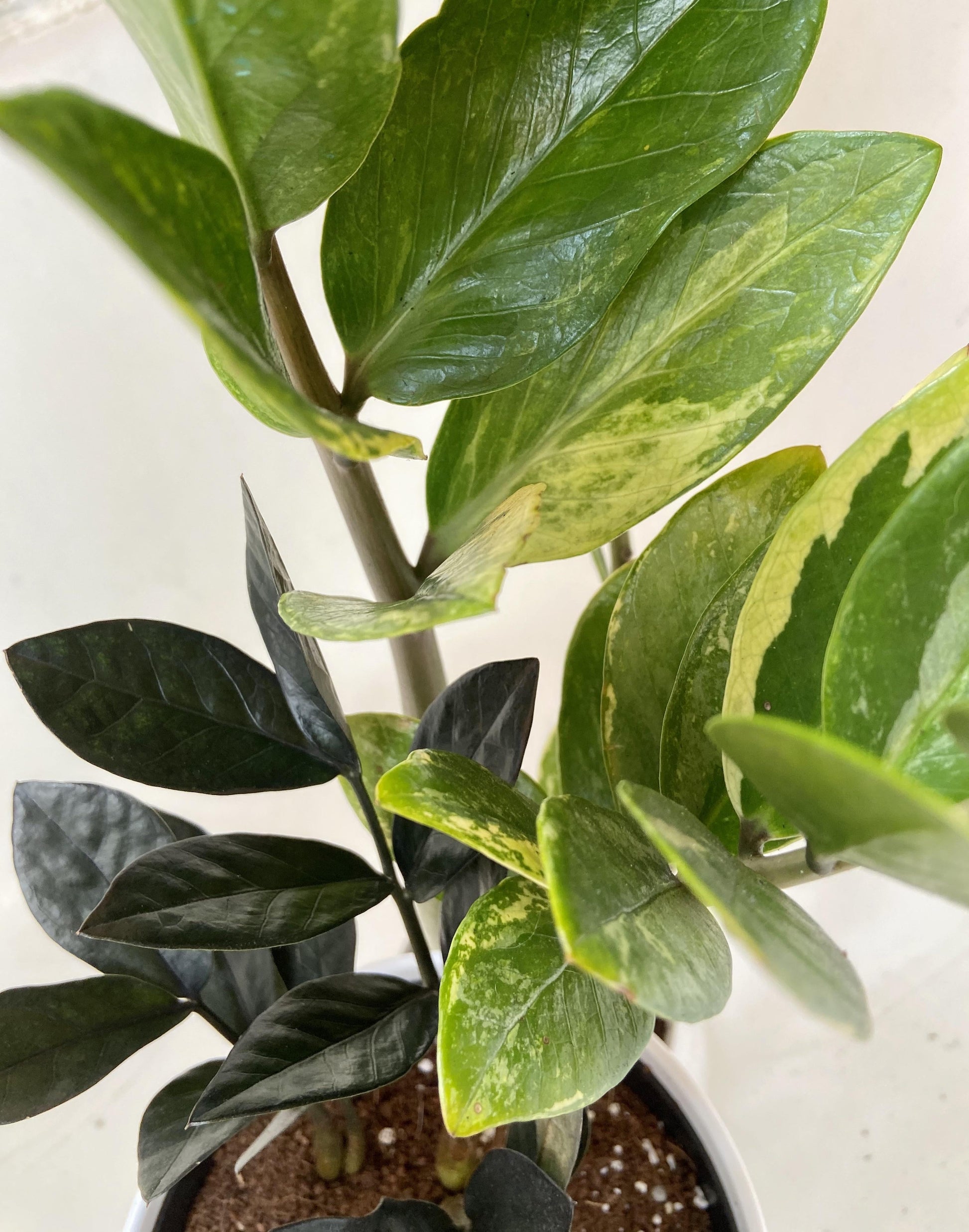 Zamioculcas Zamiifolia Raven - View 1 from www redcrocus com