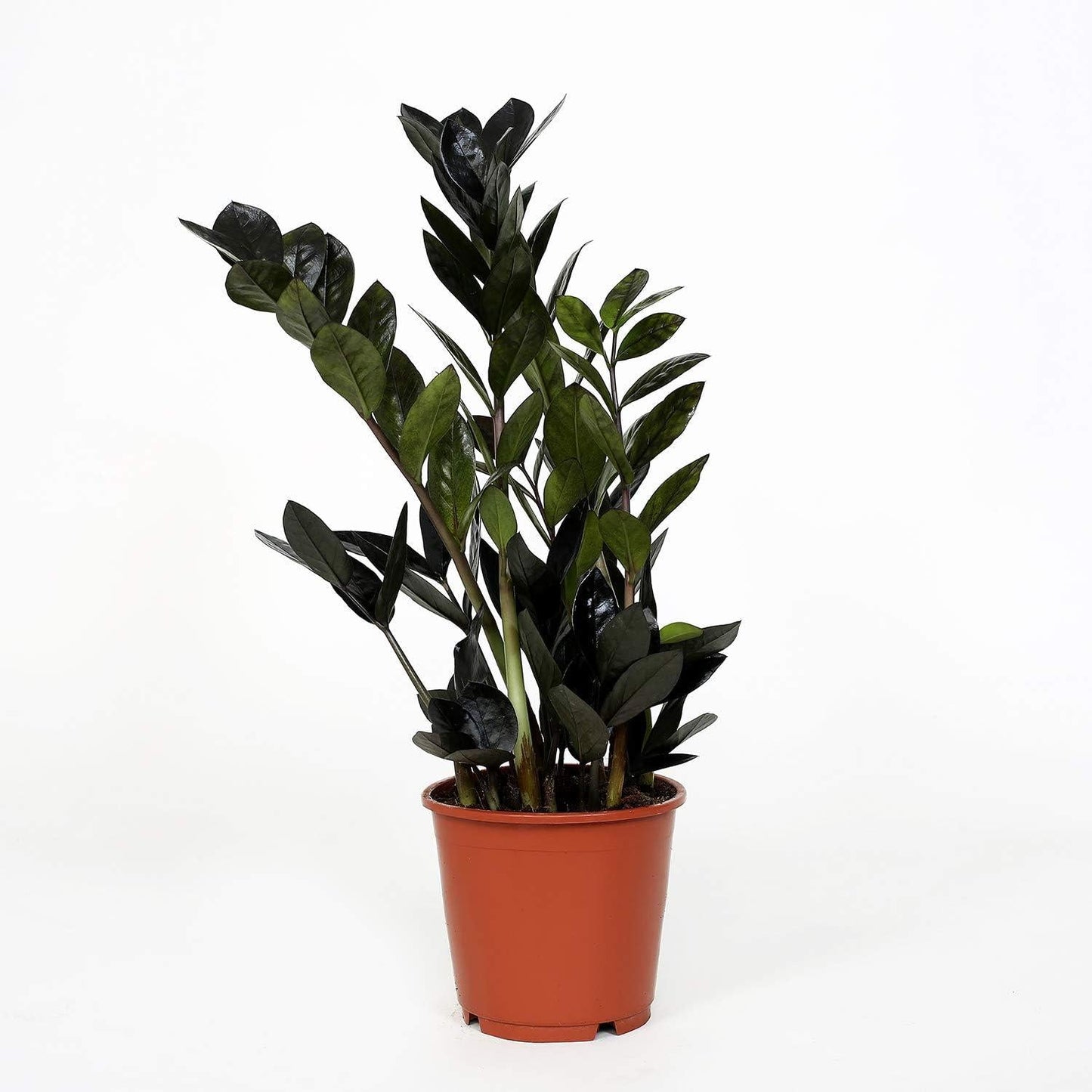 Zamioculcas Zamiifolia Raven - View 2 from www redcrocus com