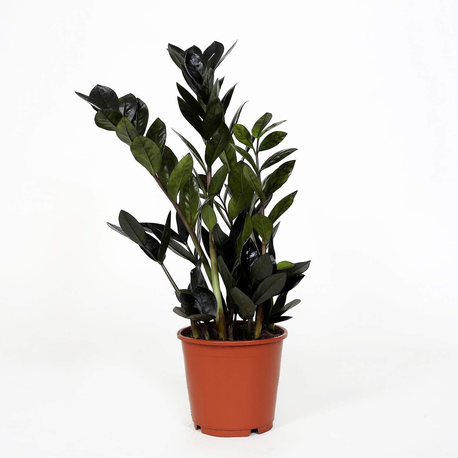 Zamioculcas Zamiifolia Raven - View 2 from www redcrocus com