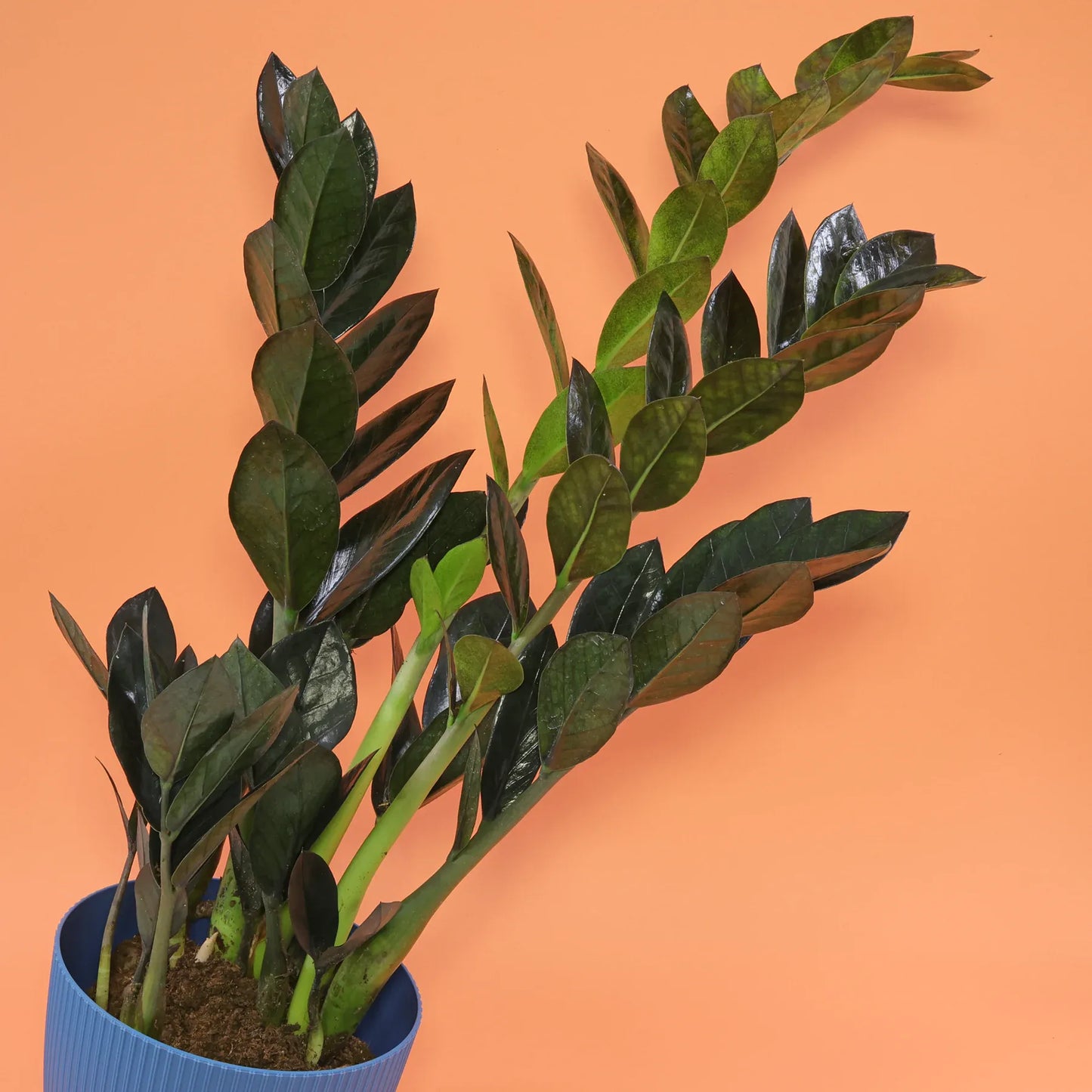 Zamioculcas Zamiifolia Raven - View 9 from www redcrocus com