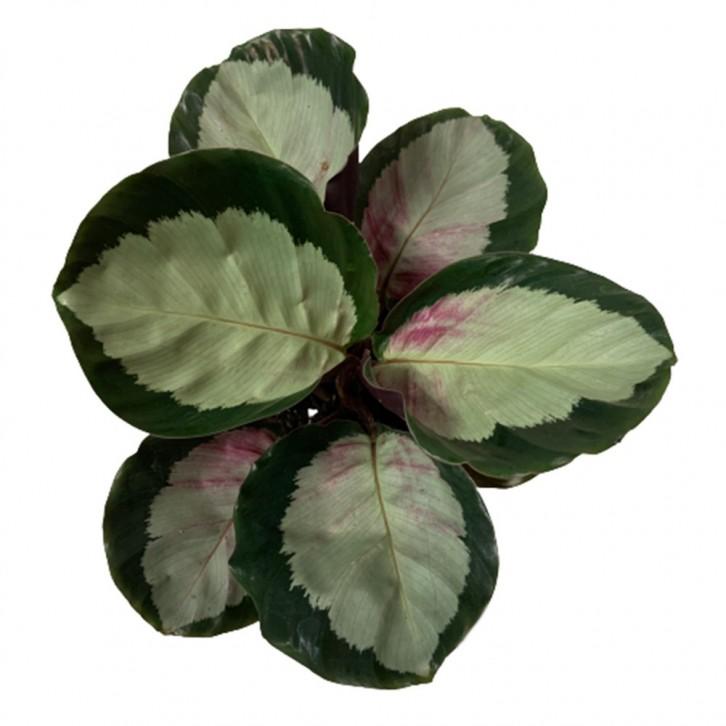Calathea Roseopicta Rosy - View 10 from www redcrocus com