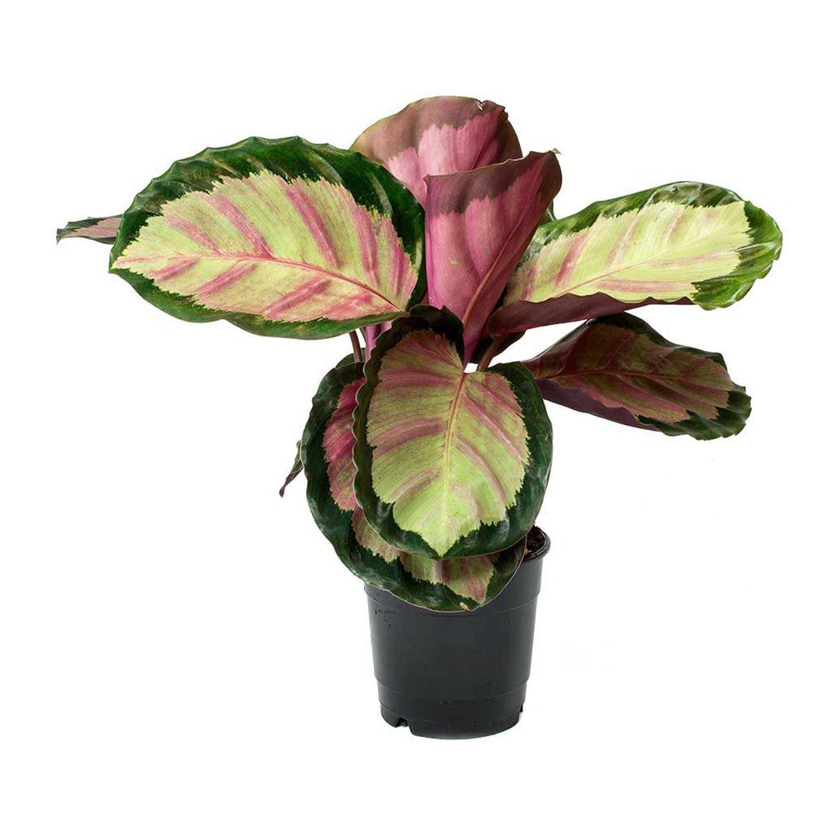 Calathea Roseopicta Rosy - View 11 from www redcrocus com