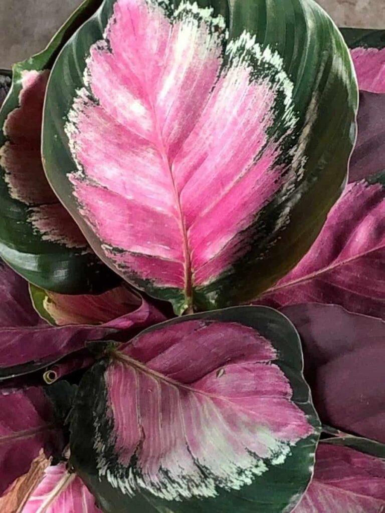Calathea Roseopicta Rosy - View 13 from www redcrocus com