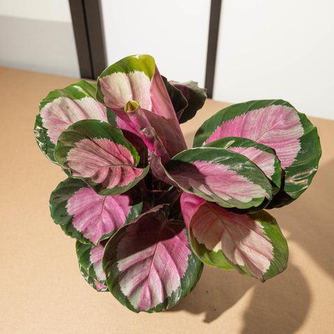 Calathea Roseopicta Rosy - View 14 from www redcrocus com