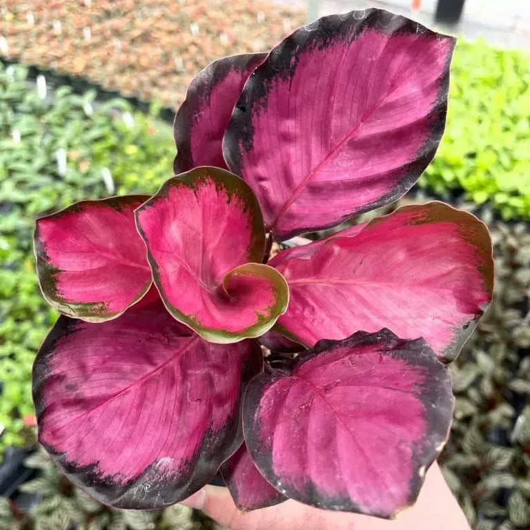 Calathea Roseopicta Rosy - View 14 from www redcrocus com