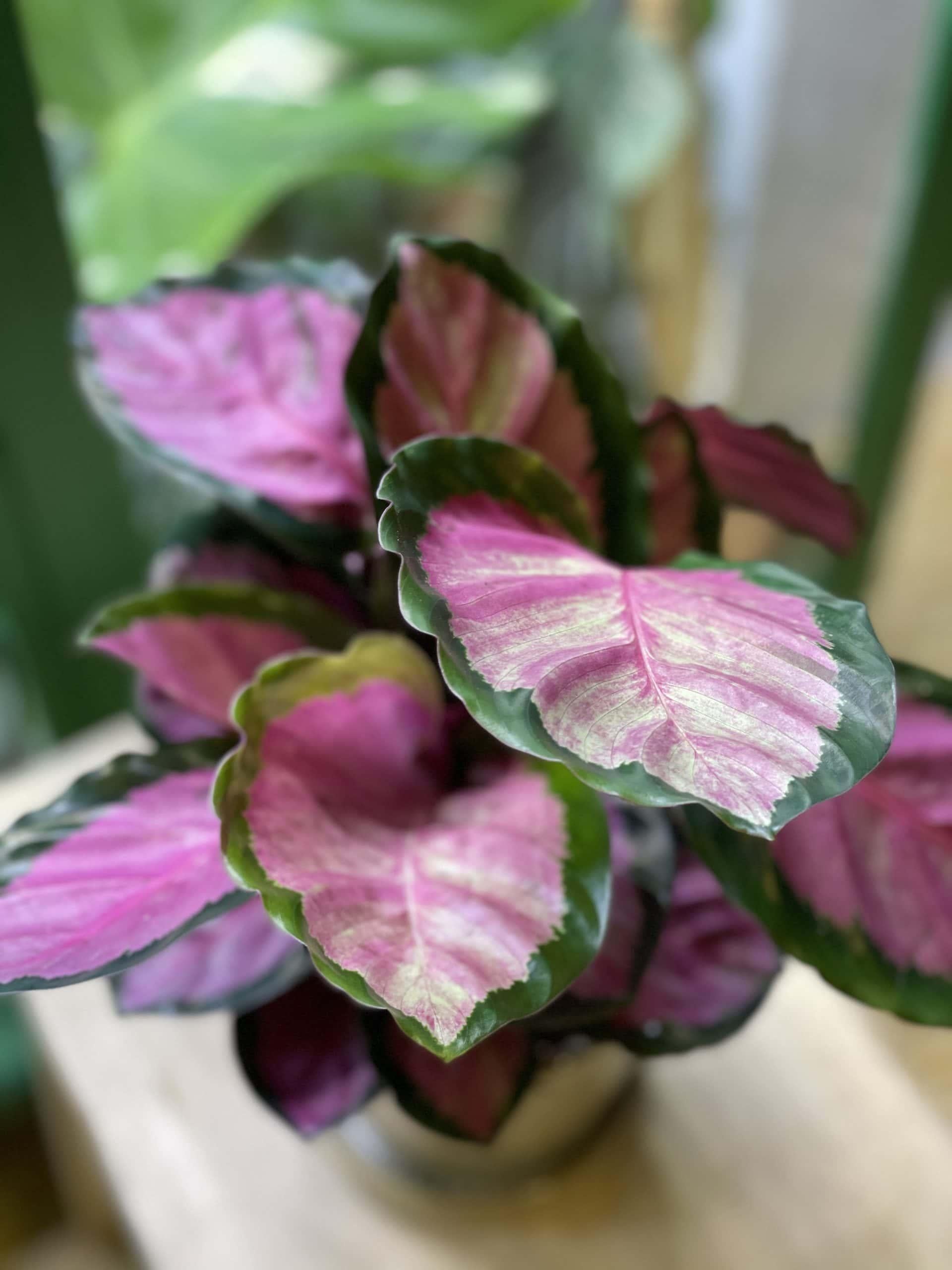 Calathea Roseopicta Rosy - View 15 from www redcrocus com